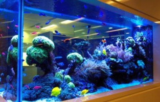 Где выбирать оборудование для аквариумов и декоративных водоемов?